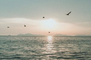 A flock of birds flying over the ocean at sunset.